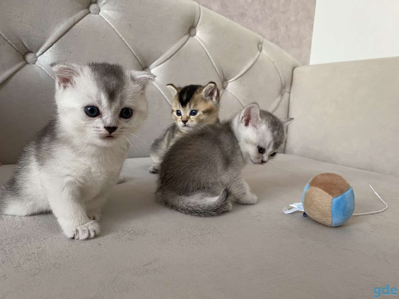 Шотландские котята, фотография 2
