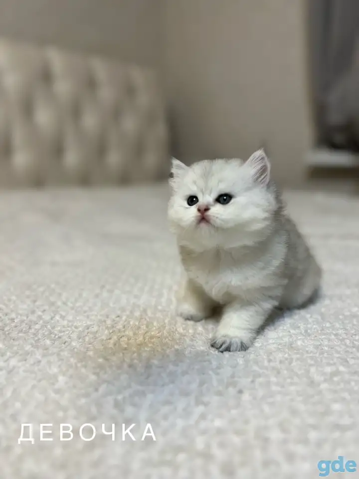 Шотландский котенок, фотография 3