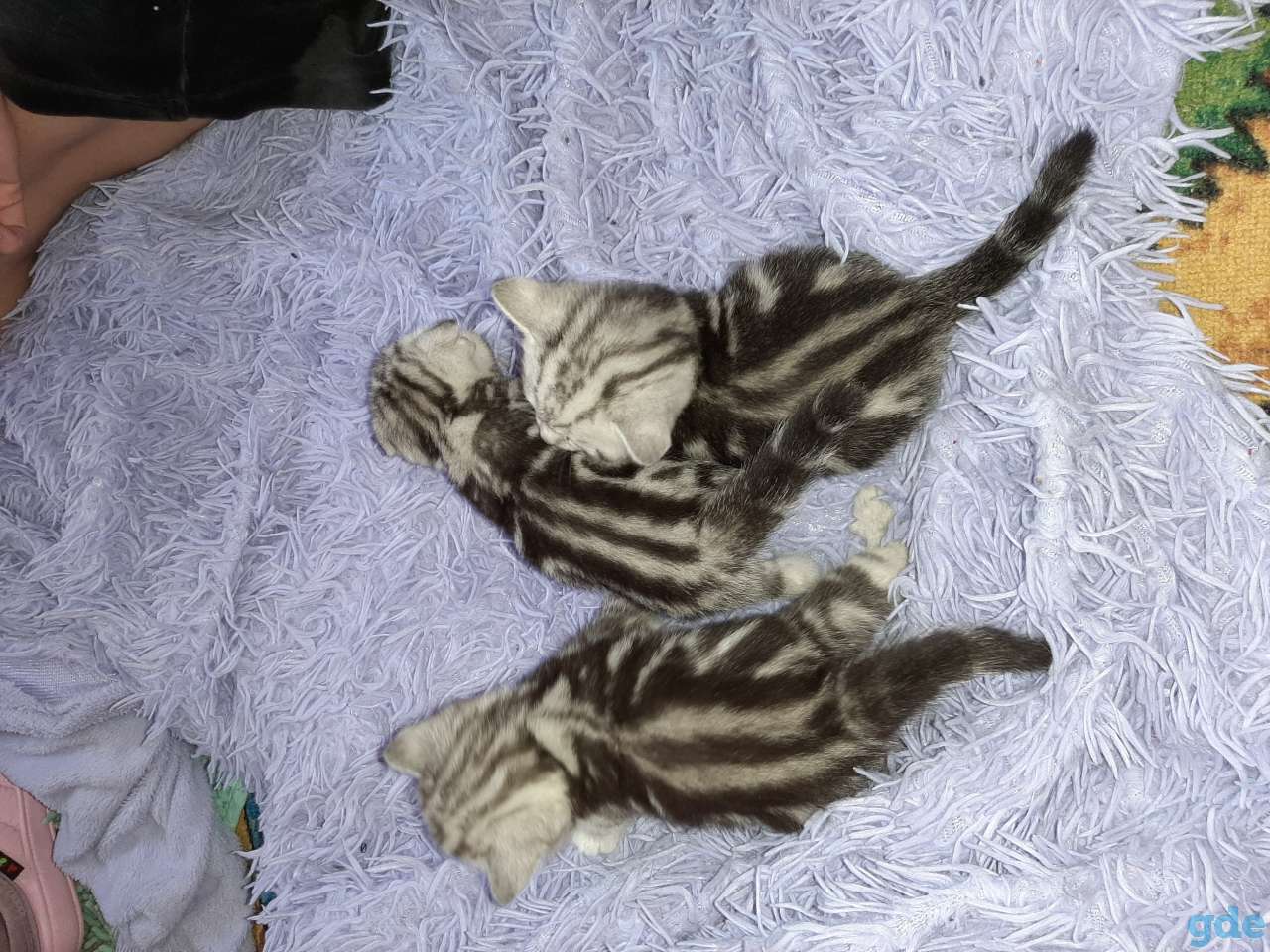 Шотландские котята, фотография 2
