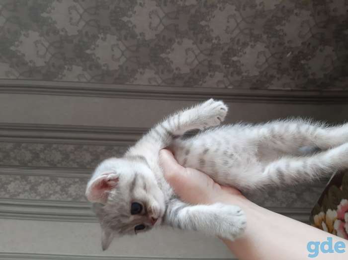 Шотландские котята, фотография 4