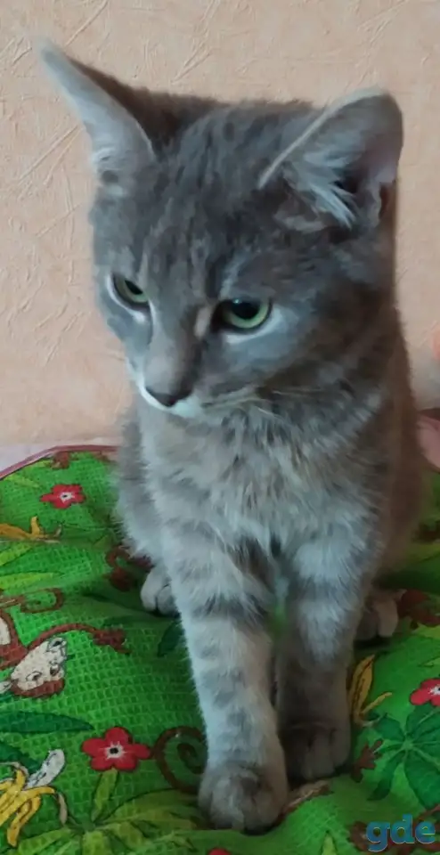 Котята в дар, в добрые руки, фотография 7