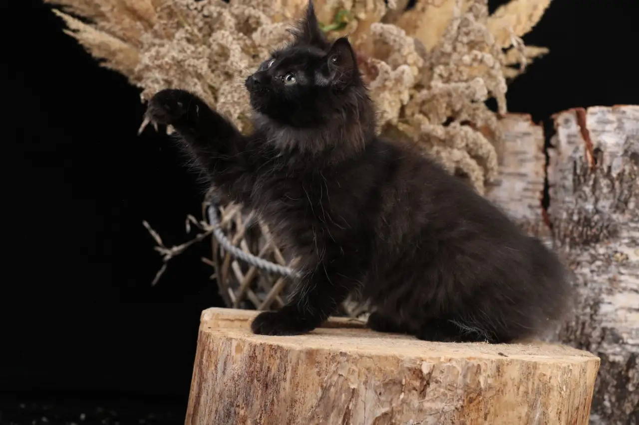 Котята курильского бобтейла, фотография 5