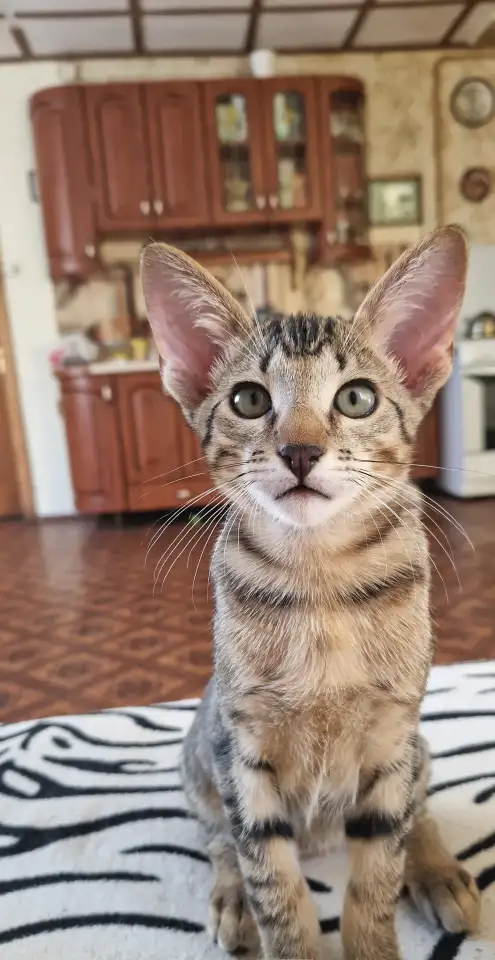 Ориентальный котенок, фотография 1