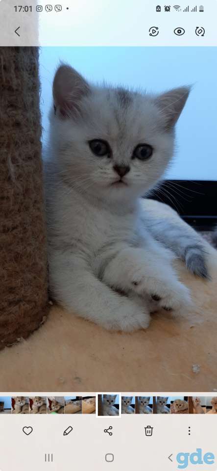 Котята, фотография 6
