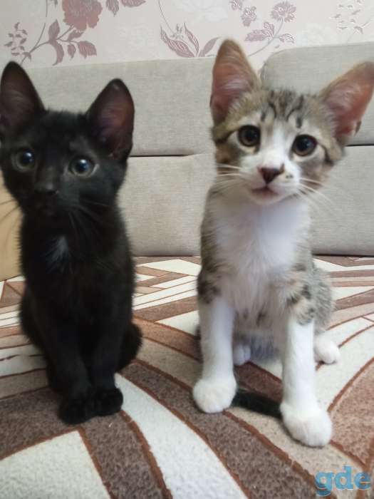 Веселые, озорные котики , фотография 3