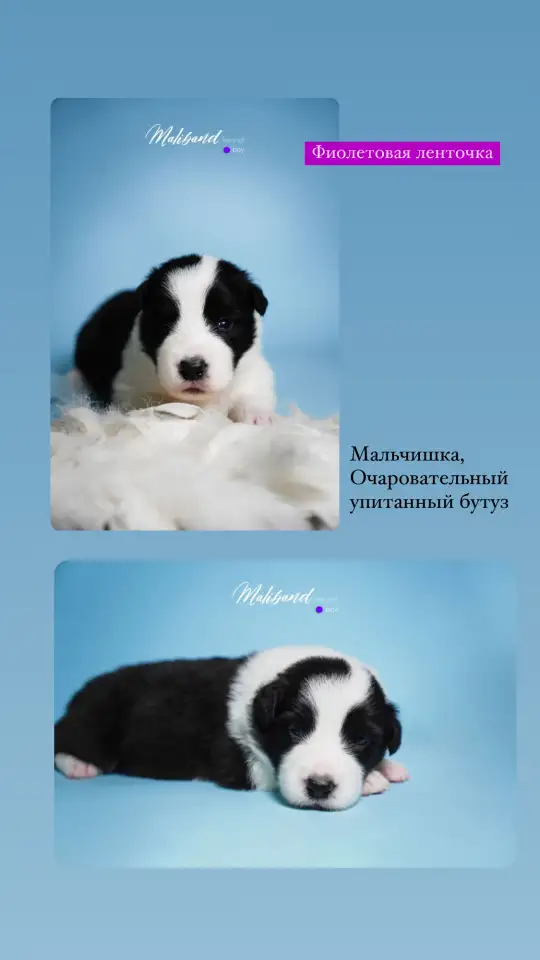бордер-колли щенки из питомника, фотография 6
