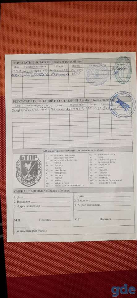Щенки эстонской гончей., фотография 8
