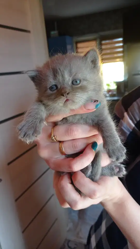Котята британской породы, фотография 2