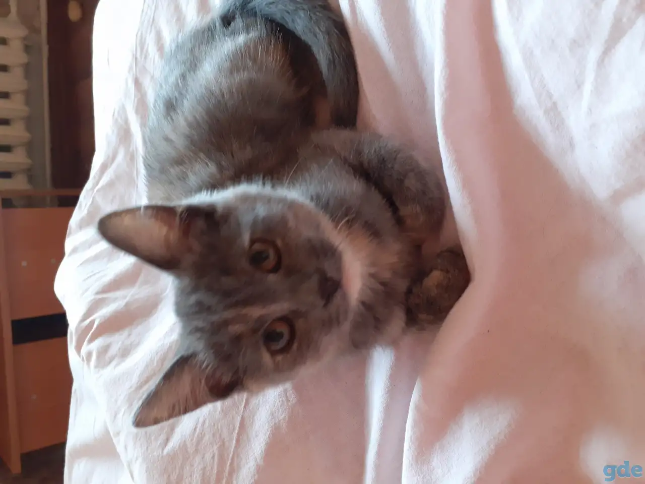 Отдам котят, фотография 1