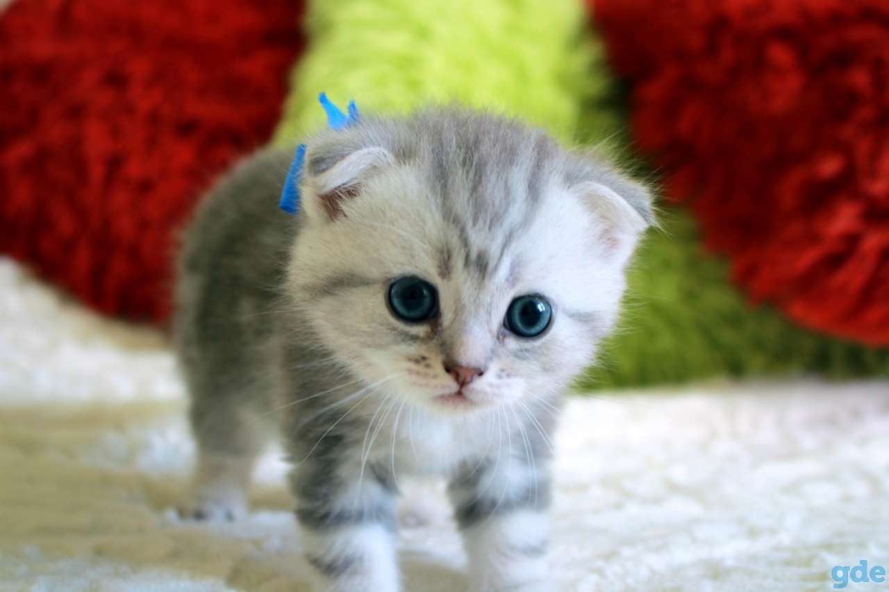 Шотландские котята, фотография 2