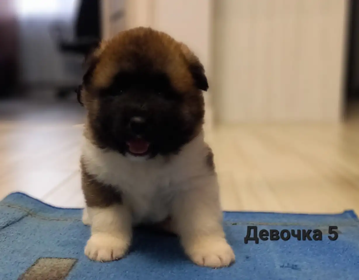 Продам щенков Американская Акита, фотография 5