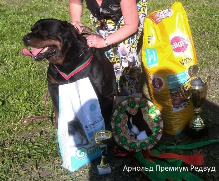 Щенок ротвейлер, фотография 4