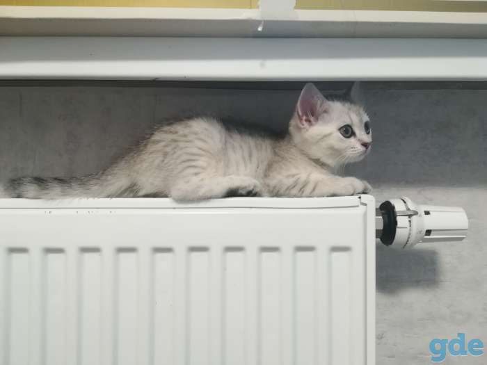Шотландский котенок, фотография 1