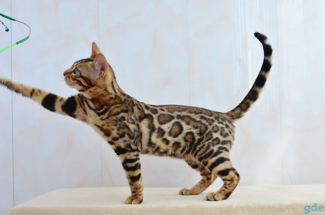 Бенгальский котенок девочка, фотография 4