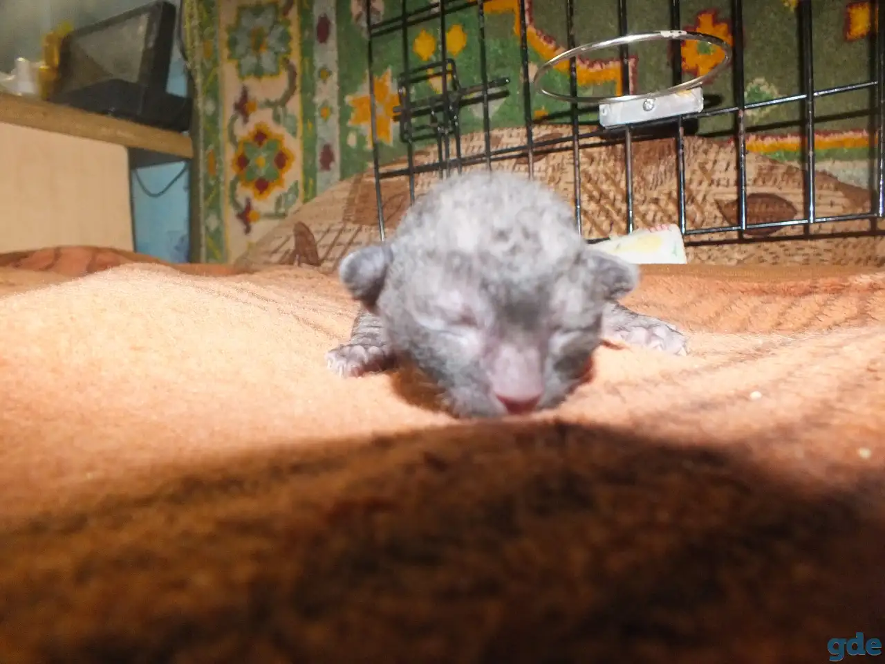 Бронь на корниш-рекс котят, фотография 5