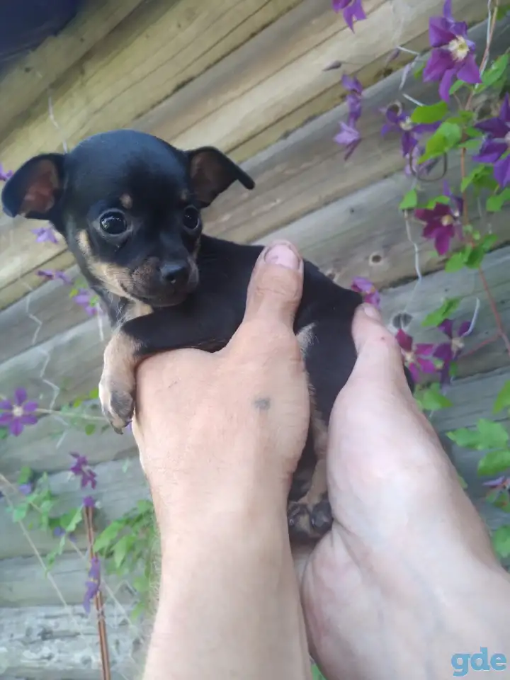 Продам щенков той терьера, фотография 2
