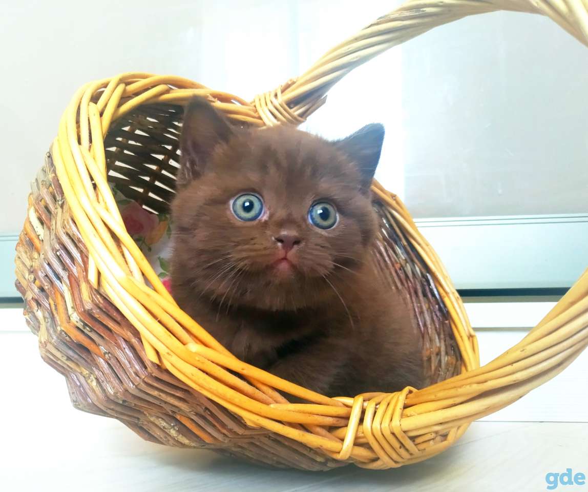 Британский котенок от папы чемпиона, фотография 3