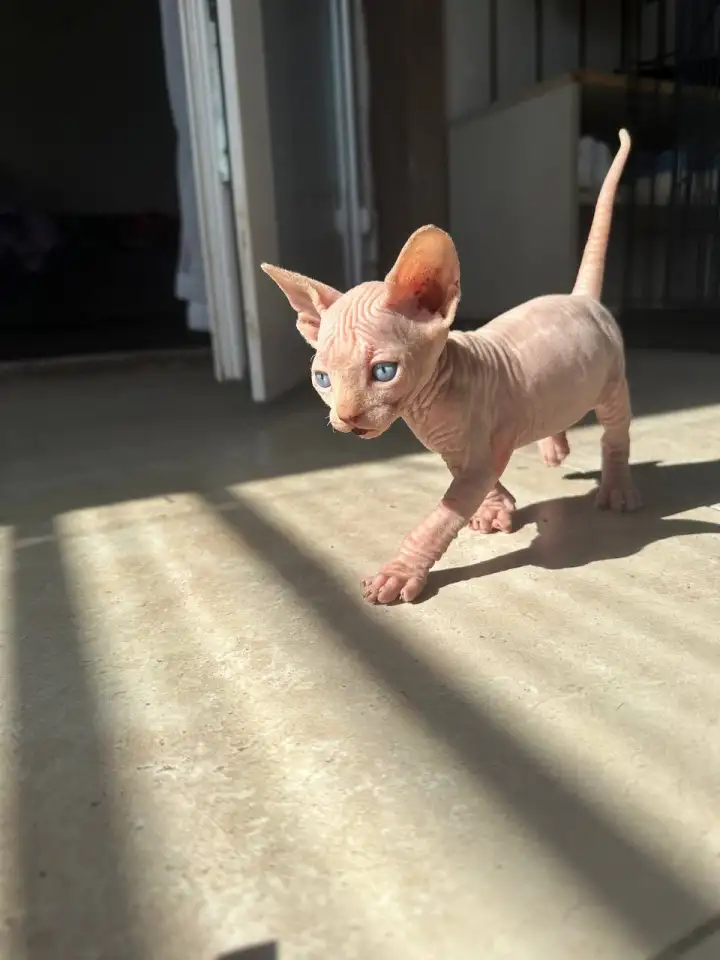 Котята канадского сфинкса, фотография 7