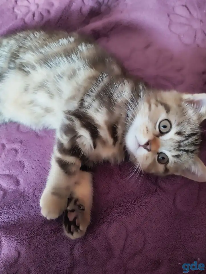 Скоттиш-страйт котята, фотография 6