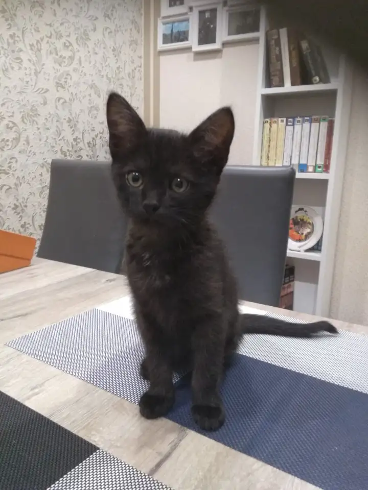 Кошечка в дар, фотография 1