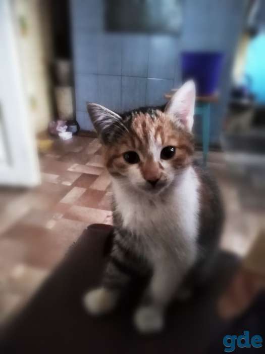 Отдадим котят в хорошие руки, фотография 1
