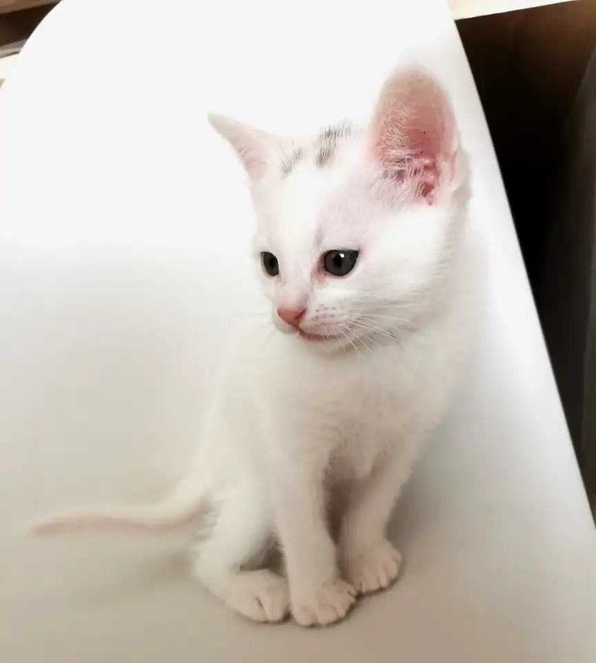 отдам котят, фотография 4