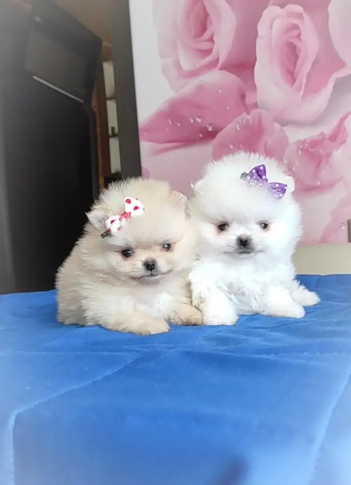 Померанский шпиц, щенки. Мини мишки, фотография 1