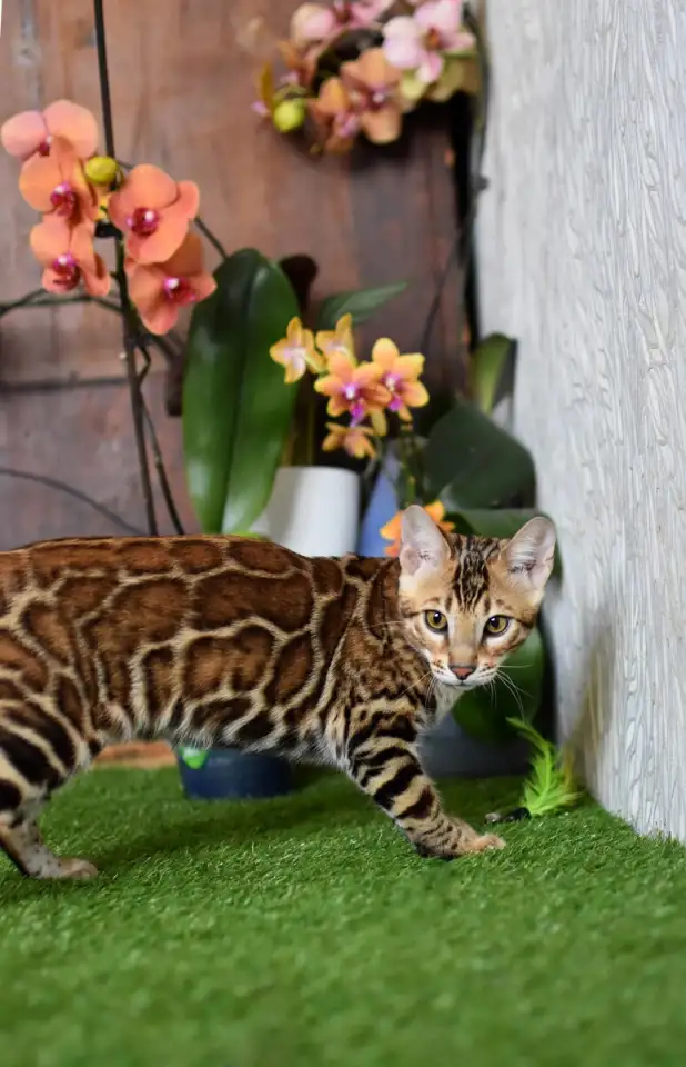 Бенгальские котята из питомника: котик, фотография 5