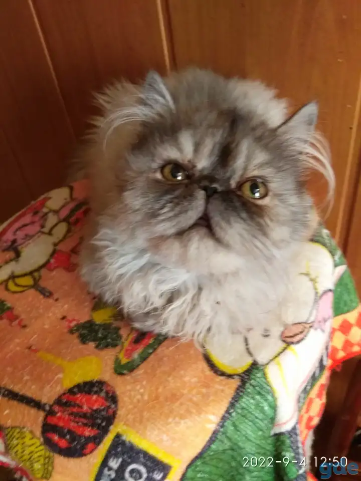 Персидские котята экстремального типа чистокровные. Персы., фотография 4