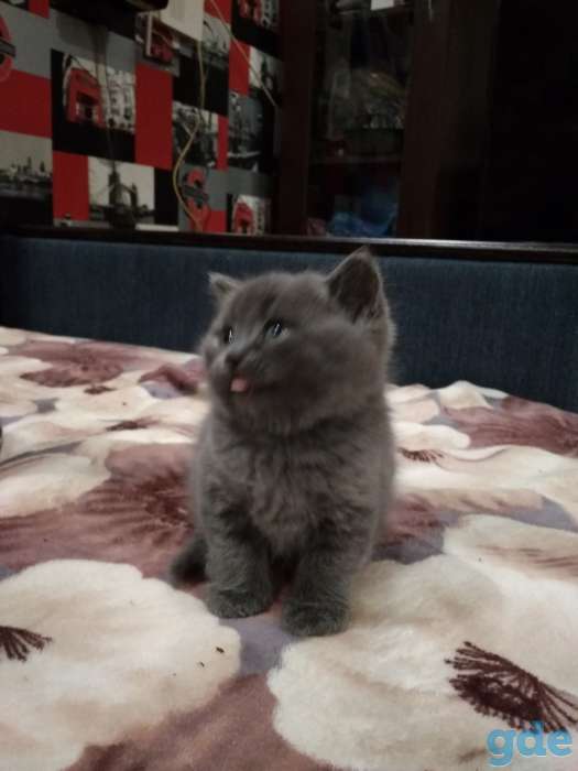 ШОТЛАНСКИЕ КОТЯТА, фотография 6