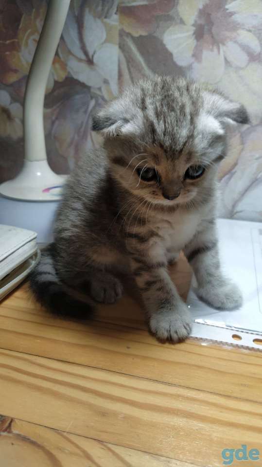 Шотландские котята, фотография 2