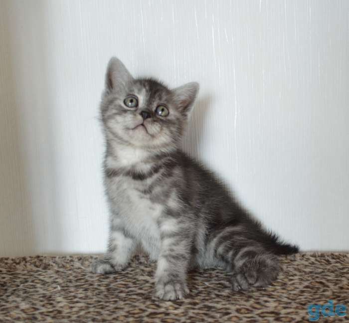 Шотландский короткошёрстный мальчик, фотография 2