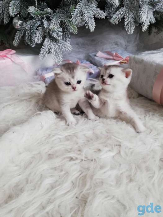 котята шиншилла на серебре, фотография 2
