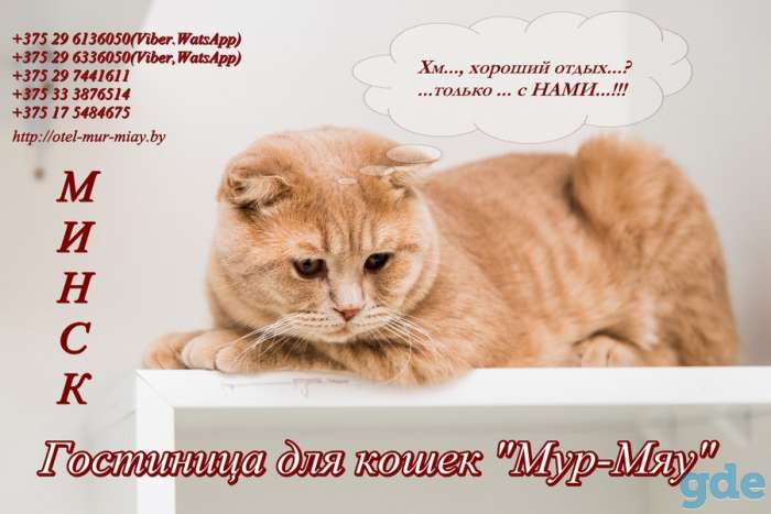Передержка котов в Минске, фотография 2