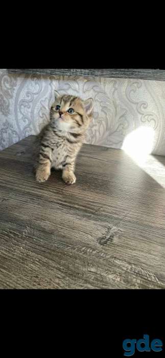 Шотландские котята, фотография 5