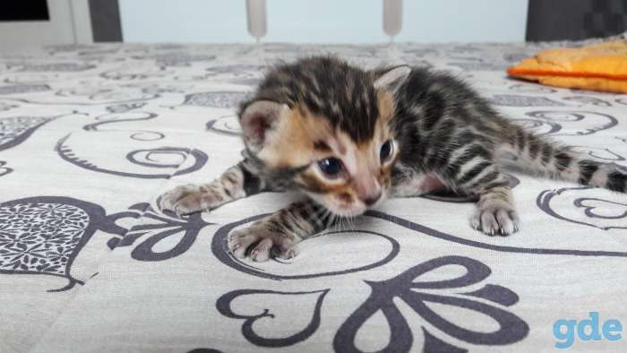 Бенгальские котята, фотография 7