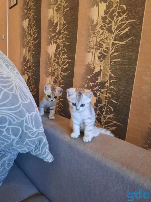 Шотландские котята, фотография 2