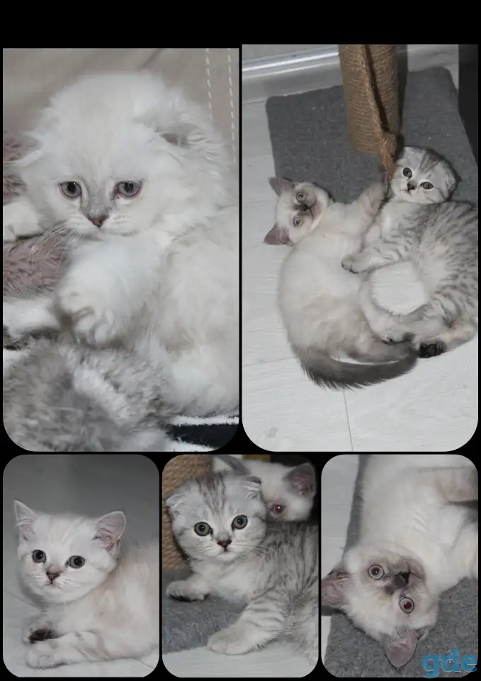 Шотландские котята, фотография 1