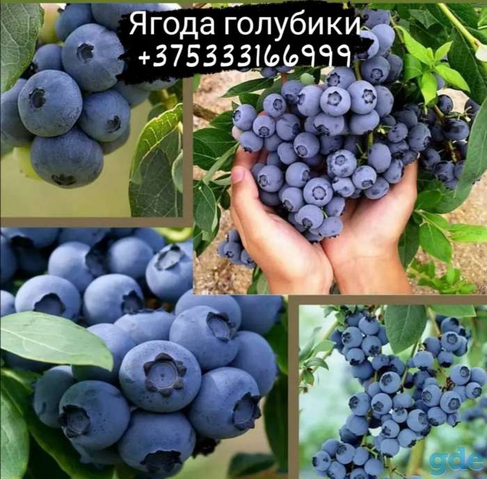 Продам ягоды голубики, фотография 1