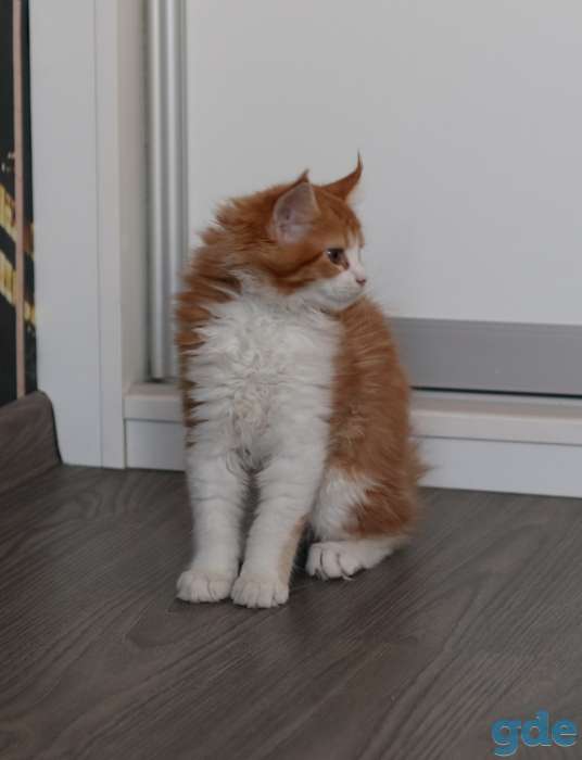 котята мэйн-кун, фотография 3