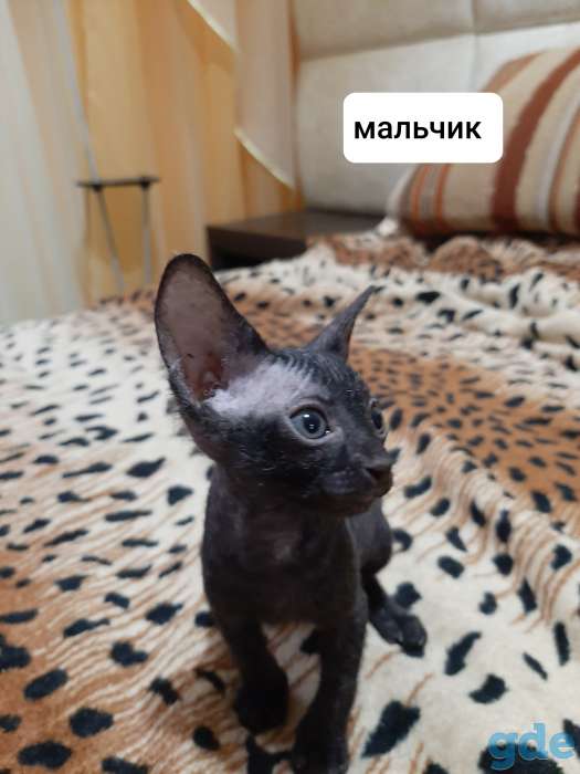 Продажа продаются котята донского, фотография 2