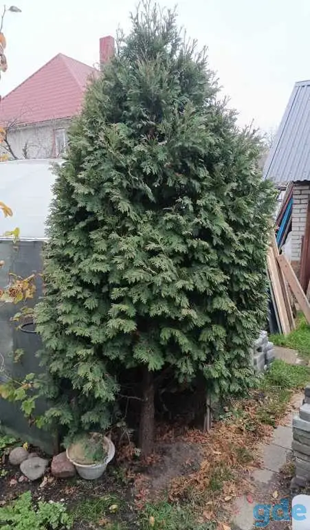 Туя 2м 80 см, фотография 1