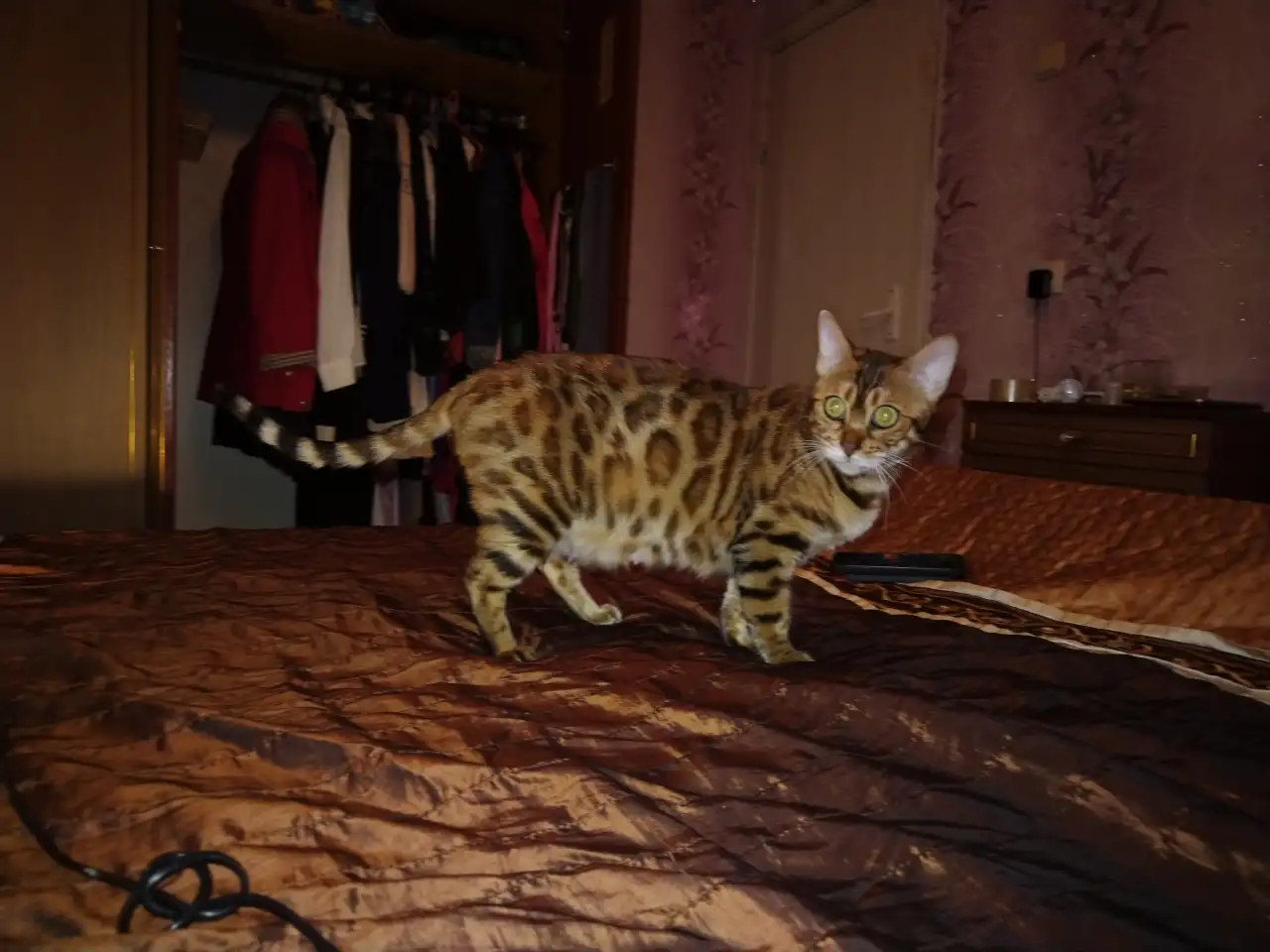 Роскошные бенгальские котята, фотография 8