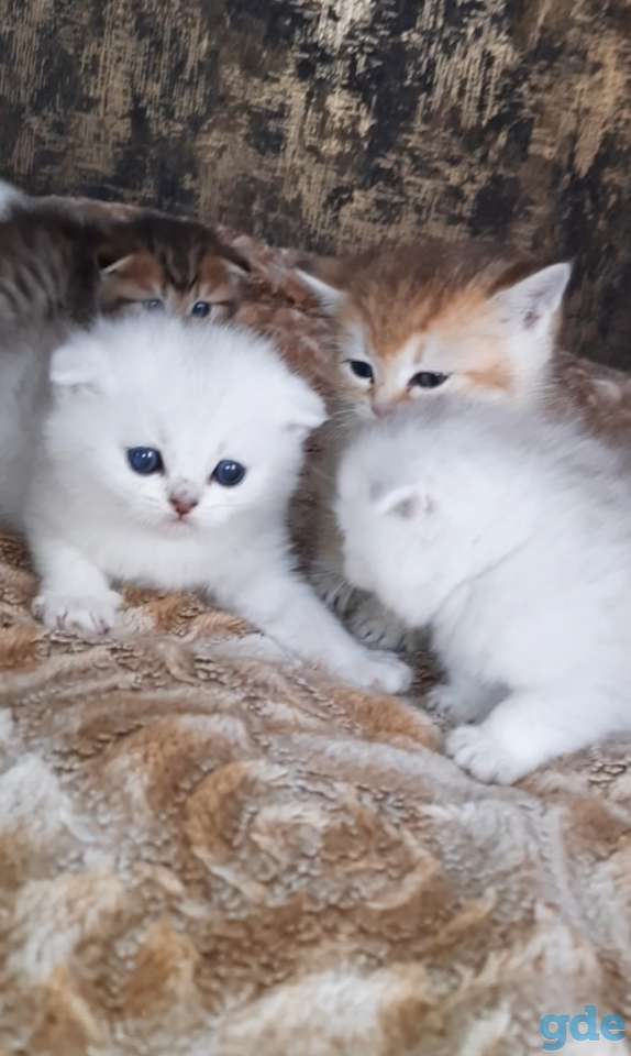 Шотланские и хайленд фолд котята, фотография 16