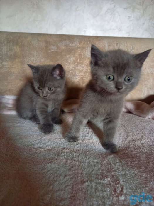 Котята ищут своих любимых хозяевов, фотография 2