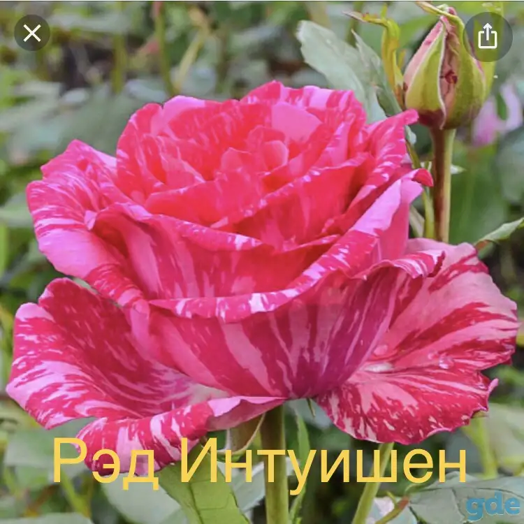 Саженцы розы спрей., фотография 10
