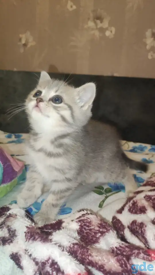 Шотландские чистокровные котята, фотография 11