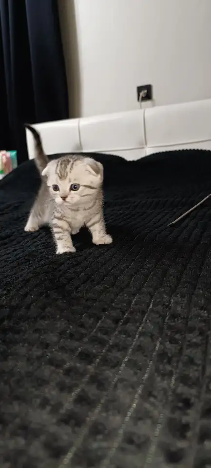 Шотландские котята, фотография 9