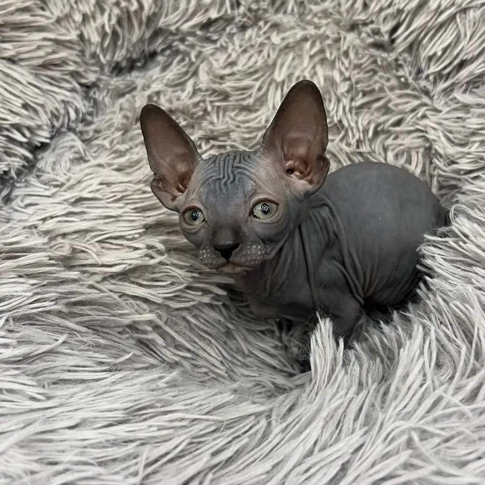 Котята канадского сфинкса, фотография 7