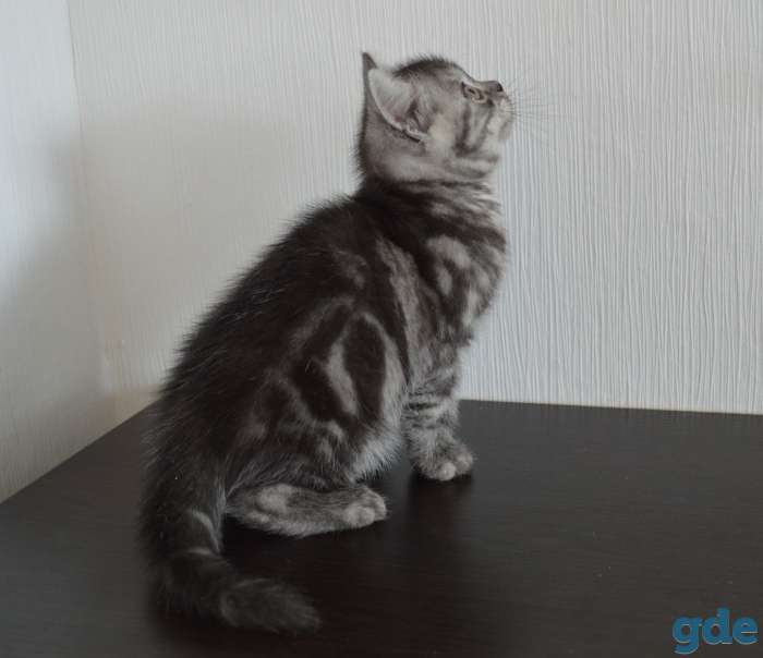Шотландский короткошёрстный мальчик, фотография 4